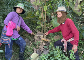 ตัดไม้เพียง “ต้นเดียว” ถูกผู้ใหญ่บ้านแจ้งจับ ปรับหลักแสนจนหนี้ท่วม ก่อนโดนป่าไม้ฟ้องซ้ำ — ตั้งคำถามยุติธรรมอยู่ที่ไหน?